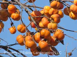 Persimmon Great Wall  Fruit on Tree